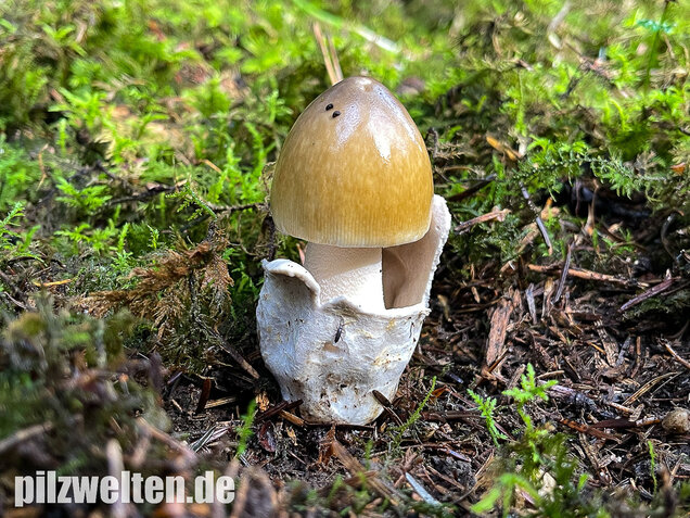 Grauhäutiger Scheidenstreifling, Amanita submembranacea