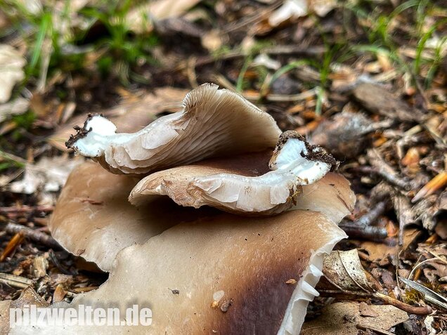 Großes Stummelfüßchen, Crepidotus autochthonus