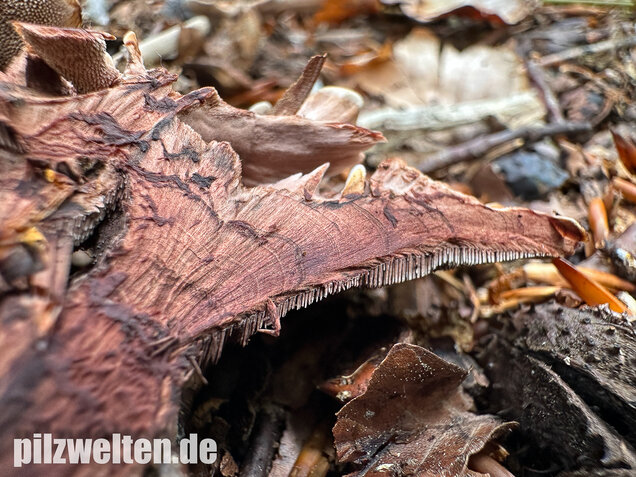 Grubiger Korkstacheling, Hydnellum scrobiculatum