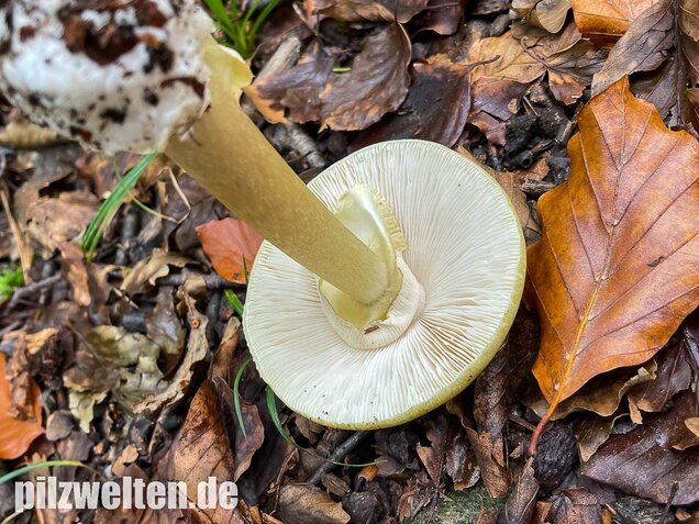 Grüner Knollenblätterpilz, Amanita phalloides