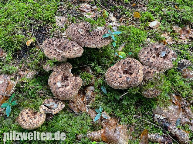 Habichtspilz, Sarcodon imbricatus