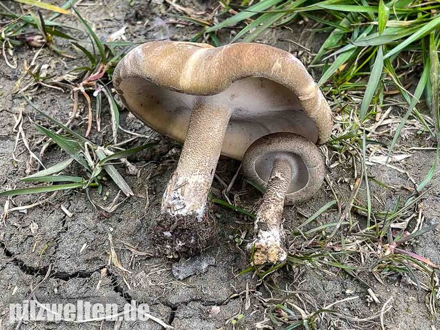 Maiporling, Lentinus substrictus