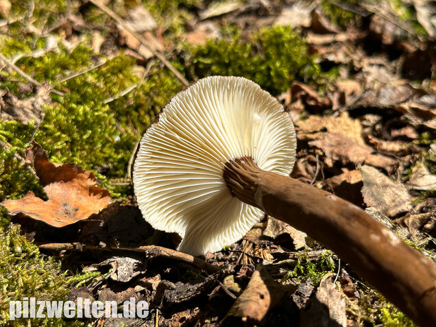 Mohrenkopf-Milchling, Lactarius lignyotus