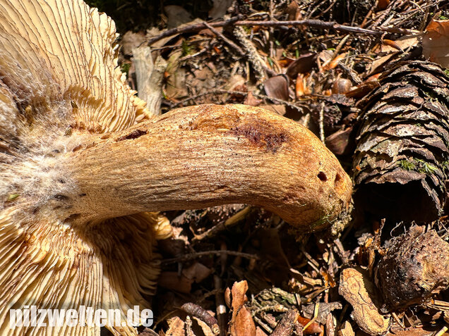 Morsetäubling, Marzipantäubling, Russula illota