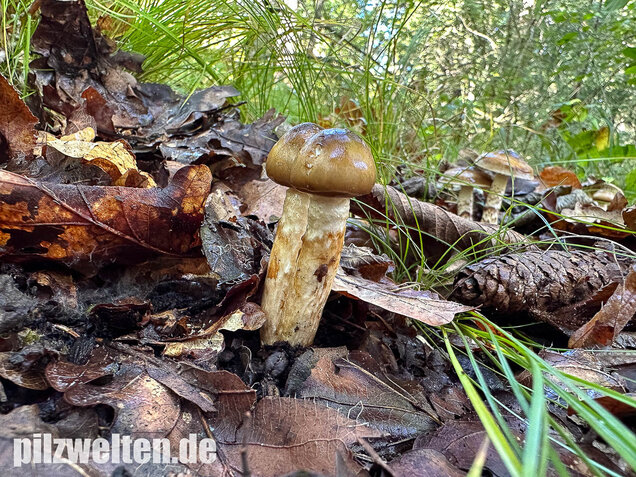 Zweifarbiger Schneckling, Olivbraungestiefelter Schneckling, Hygrophorus persoonii