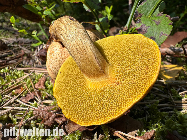 Parasitischer Röhrling, Pseudoboletus parasiticus