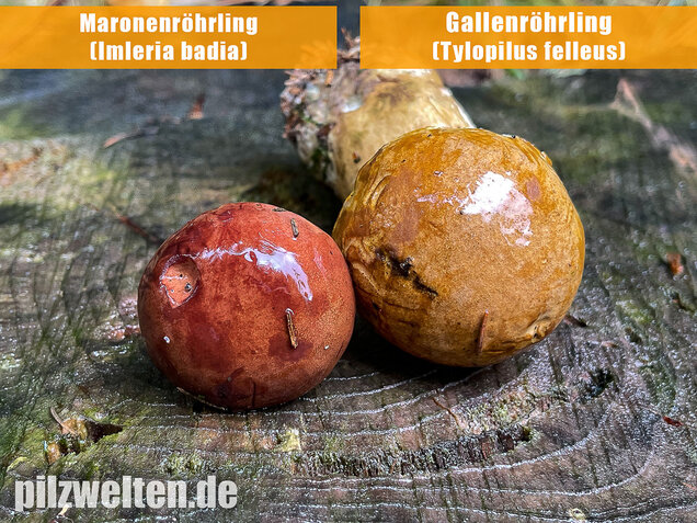 Gallenröhrling, Bitterling, Bitterpilz, Tylopilus felleus