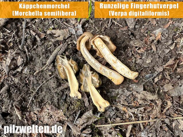 Runzelige Fingerhutverpel, Verpa digitaliformis
