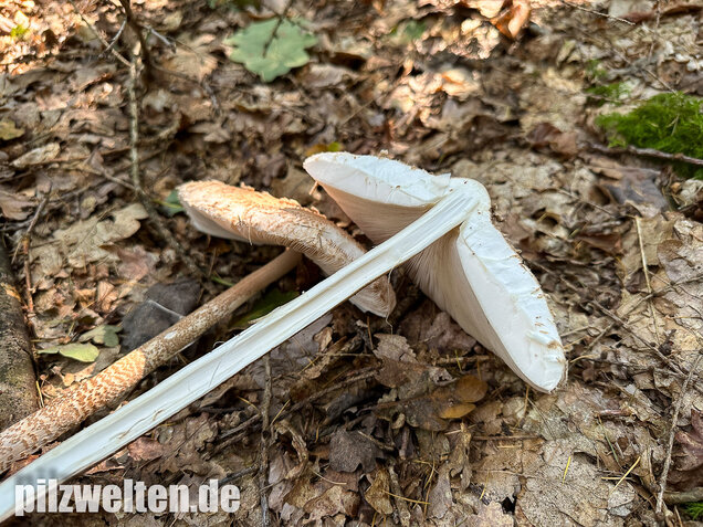 Riesenschirmling, Parasol, Macrolepiota procera