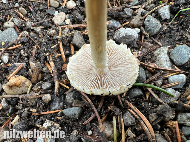 Weißer Ackerling, Rissiger Ackerling, Agrocybe dura