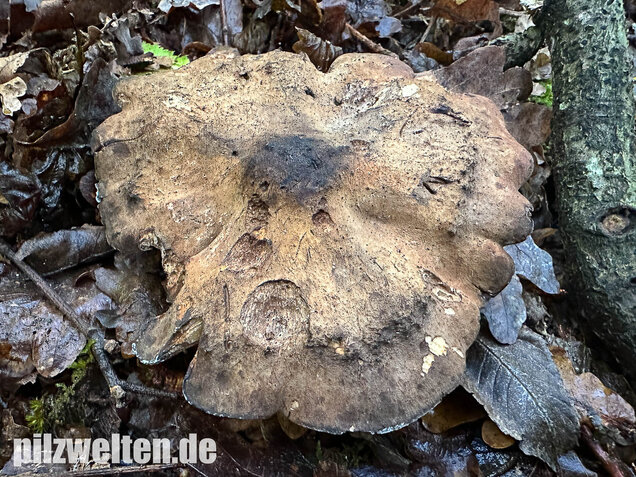 Gelbblättriger Rasling, Rötender Schönkopf, Calocybe favrei