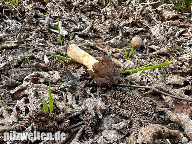 Runzelige Fingerhutverpel, Verpa digitaliformis