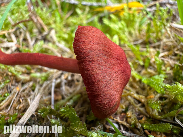 Blutroter Hautkopf, Bluthautkopf, Cortinarius sanguineus