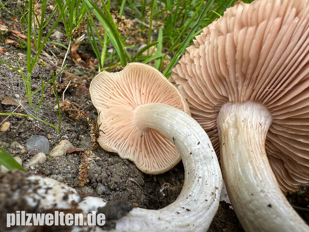 Schlehenrötling, Blasser Frühlingsrötling, Entoloma sepium