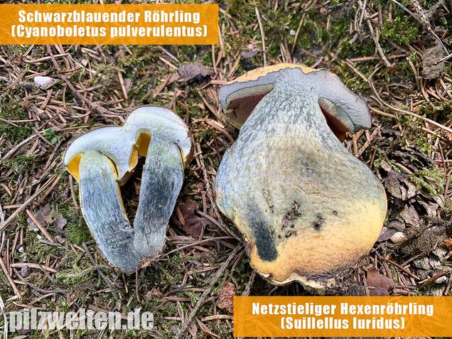 Netzstieliger Hexenröhrling, Suillellus luridus