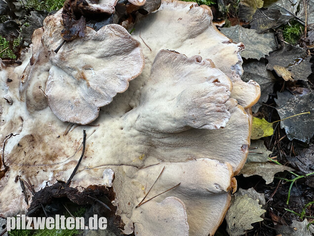 Schwarzgebänderter Harzporling, Nadelholzharzporling, Ischnoderma benzoinum