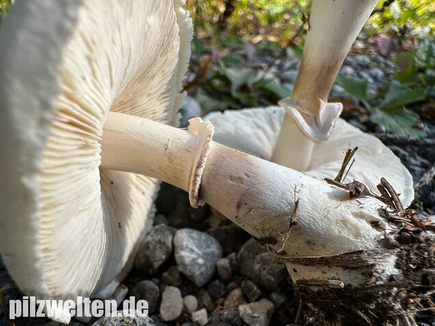 Seidiger Egerlingsschirmling, Leucoagaricus holosericeus