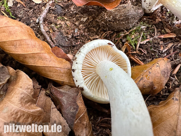 Gelbverfärbender Schneckling, Hygrophorus discoxanthus