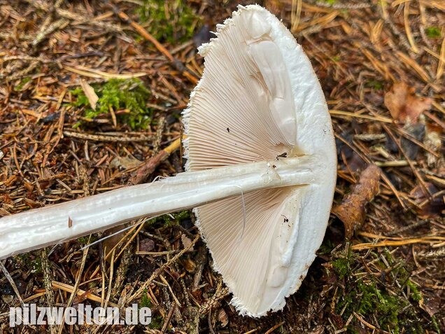 Sternschuppiger Riesenschirmling, Macrolepiota fuliginosa
