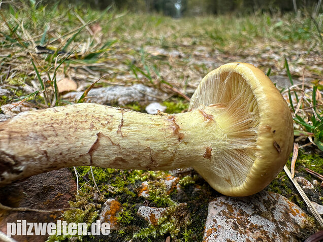 Stinkender Schleimkopf, Gelber Schleimkopf, Phlegmacium mussivum
