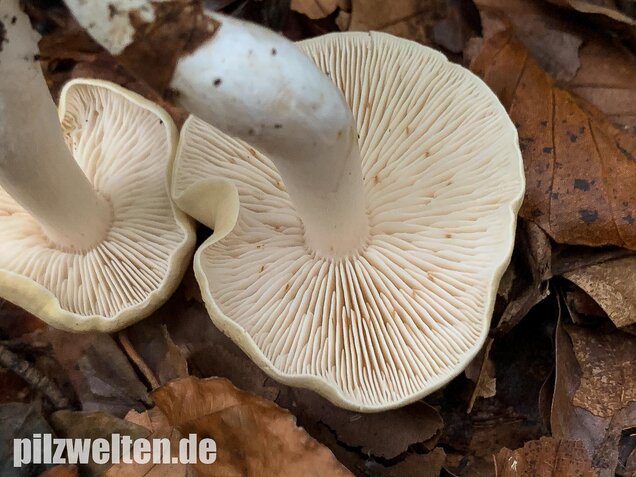 Unverschämter Ritterling, Tricholoma lascivum