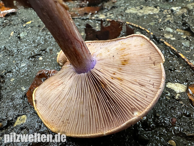 Violetter Klumpfuß, Calonarius sodagnitus