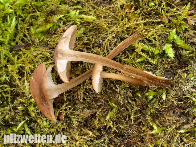 Winter-Helmling, Mycena tintinnabulum