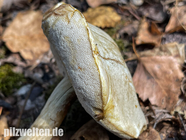 Wollstieliger Raufußröhrling (weiße Form), Leccinum cyaneobasileucum