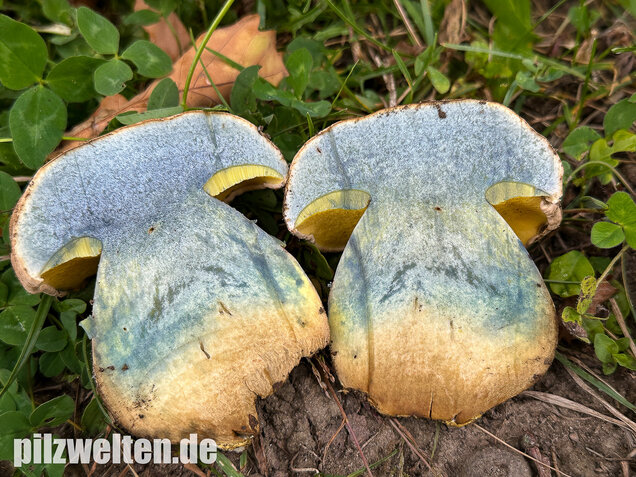 Wurzelnder Bitterröhrling, Caloboletus radicans