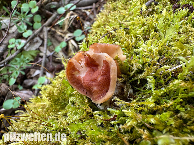 Zipfellorchel, Discina fastigiata