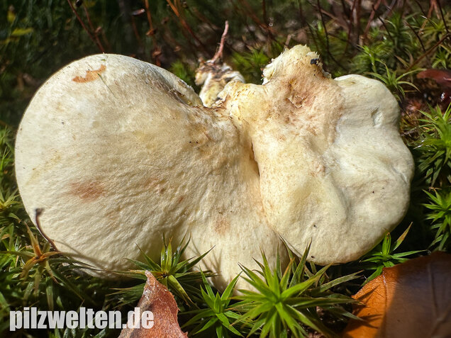 Zitronenporling, Albatrellus citrinus
