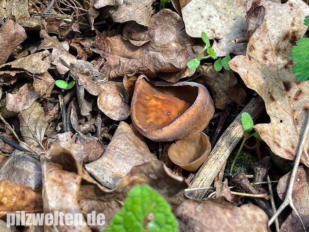 Anemonenbecherling, Sklerotienbecherling, Dumontinia tuberosa