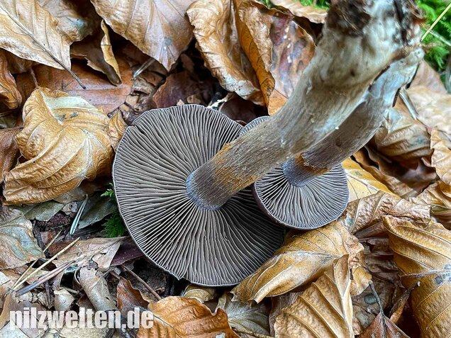 Bitterer Schleimkopf, Cortinarius infractus