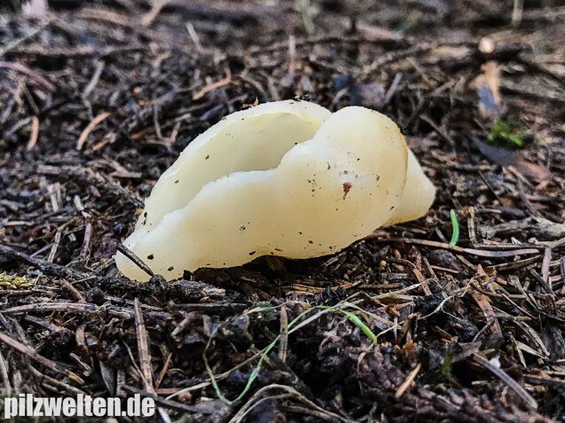 Blasiger Becherling, Peziza vesiculosa