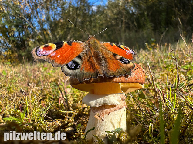 Butterpilz, Butterröhrling, Suillus luteus