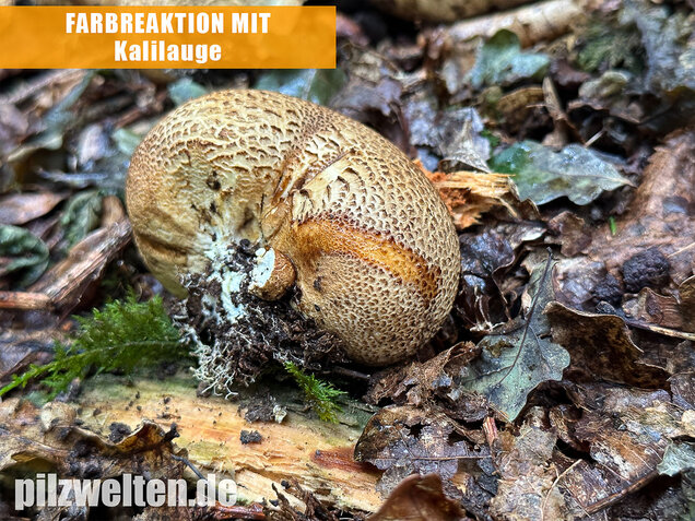 Dickschaliger Kartoffelbovist, Scleroderma citrinum