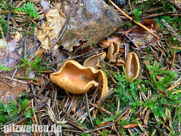 Eselsohr, Otidea onotica
