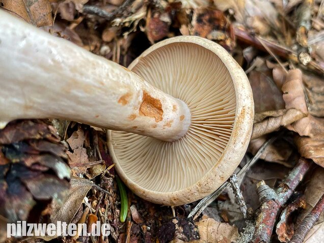 Fleischblasser Milchling, Lactarius pallidus
