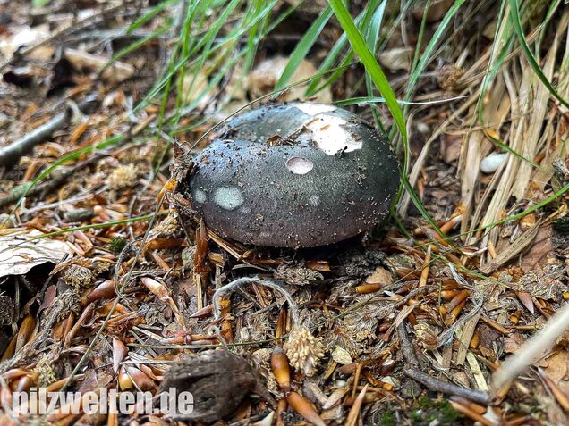 Frauentäubling, Russula cyanoxantha