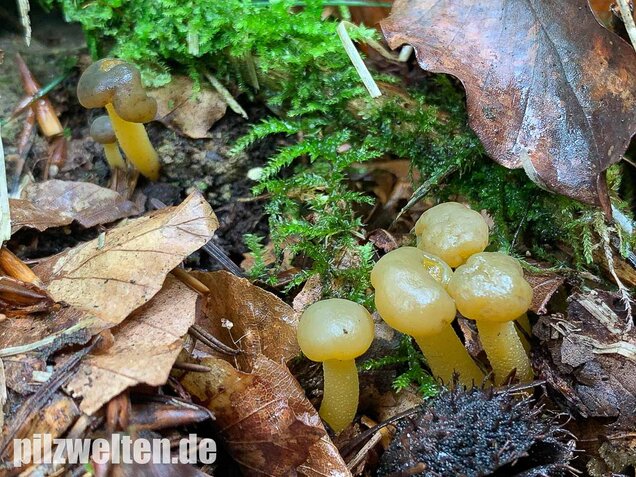 Gallertkäppchen, Leotia lubrica