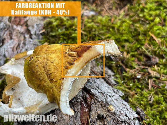 Gelbgrüner Kammporling, Laeticutis cristata