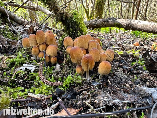 Glimmertintling, Coprinellus micaceus