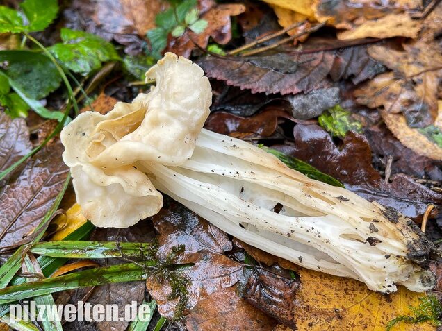 Herbstlorchel, Helvella crispa