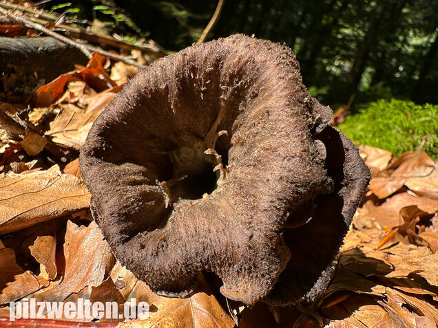 Herbsttrompete, Totentrompete, Craterellus cornucopioides