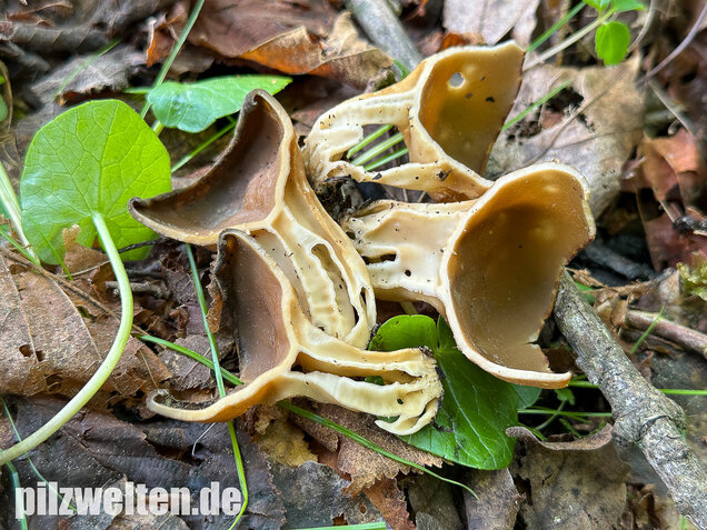 Hochgerippte Becherlorchel, Hochgerippter Becherling, Helvella acetabulum