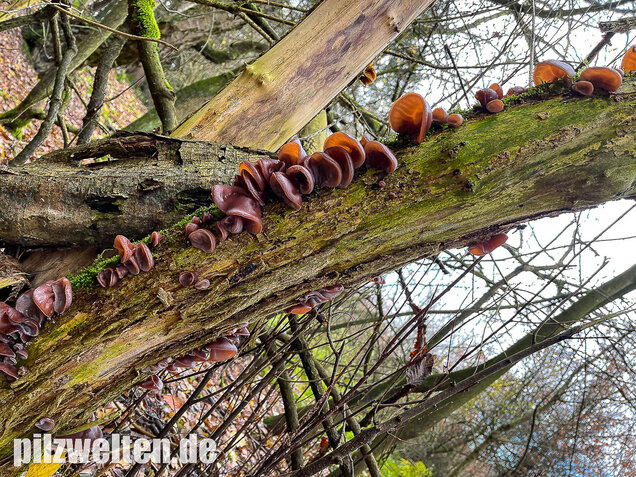 Judasohr, Auricularia auricula-judae