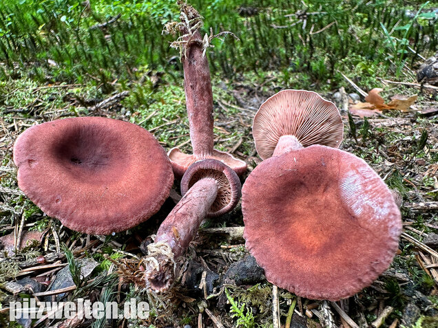 Kampfermilchling, Lactarius camphoratus