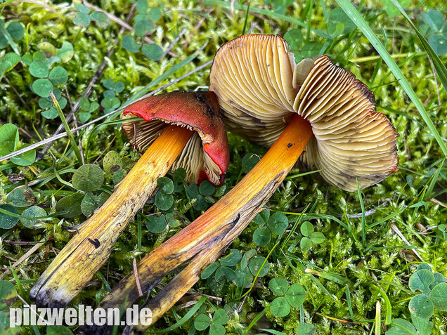 Kegeliger Saftling, Schwärzender Saftling, Hygrocybe conica