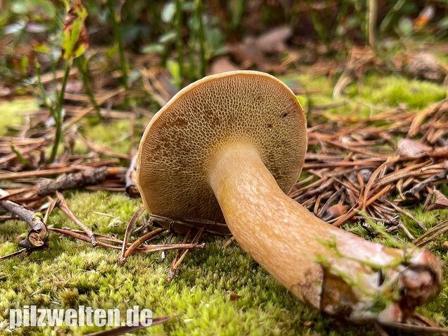 Kuhröhrling, Suillus bovinus