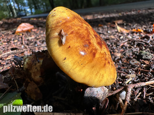 Schöngelber Klumpfuß, Calonarius splendens